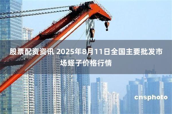 股票配资资讯 2025年8月11日全国主要批发市场蛏子价格行情
